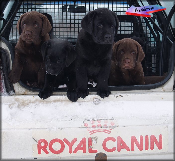 I'm working for Royal Canin  :-))